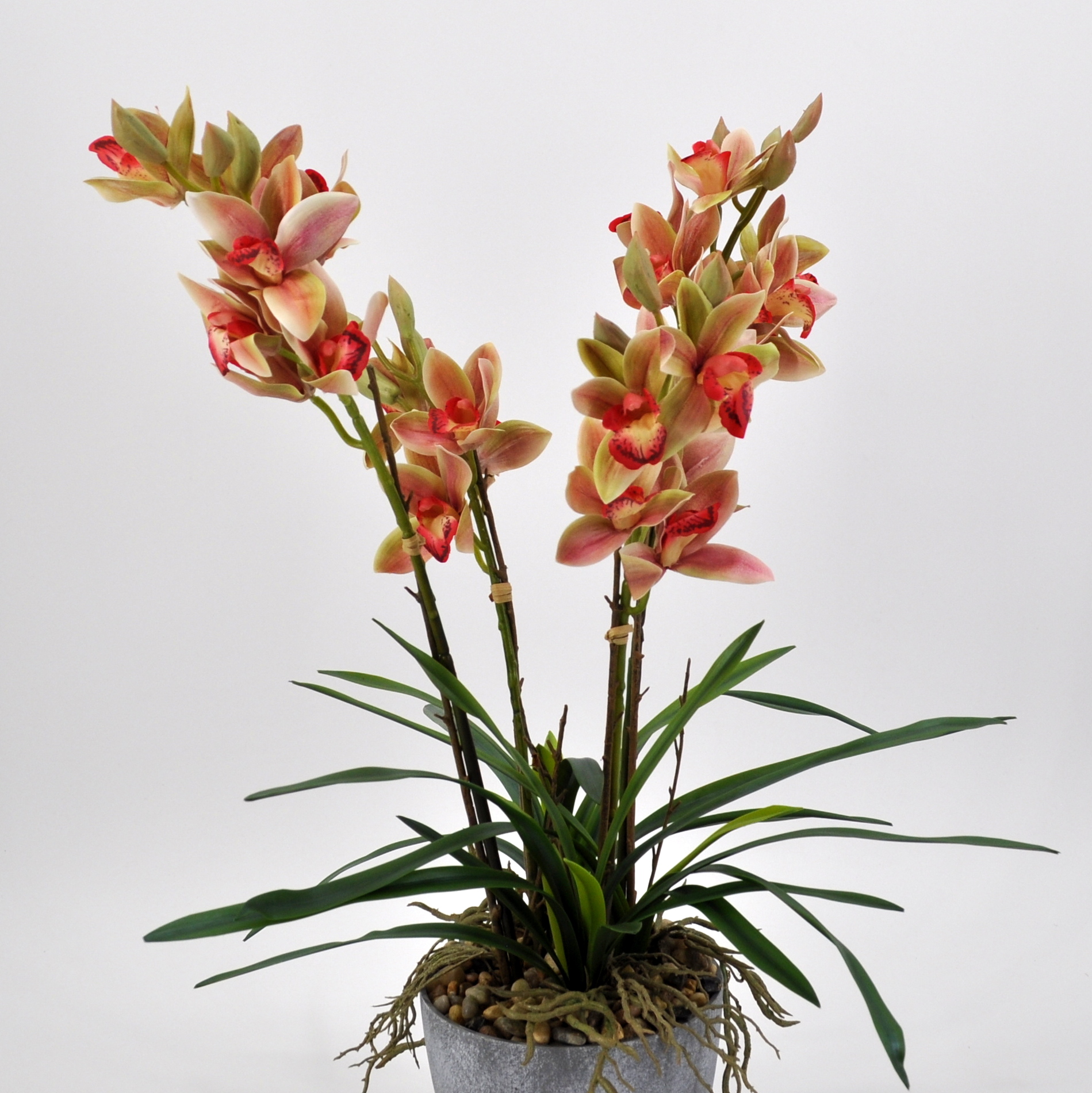 Vaso trasparente orchidea/cymbidium